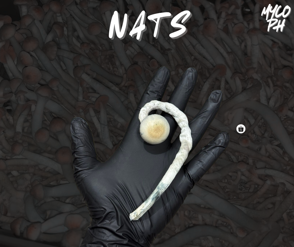 P. NATALENSIS🍊 (RARE💎)